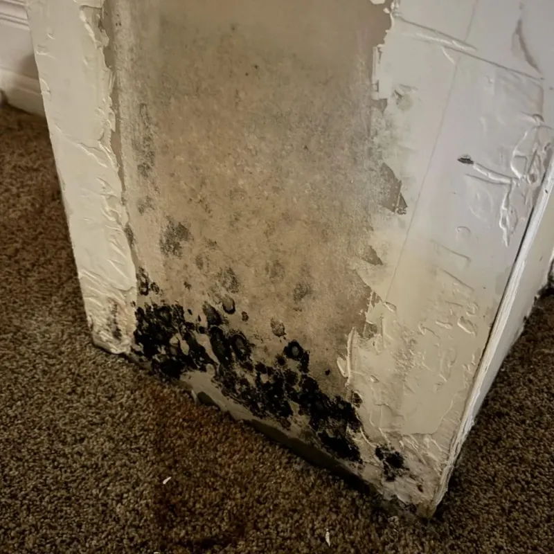 Professional Mold Removal in Tyrrell County, NC